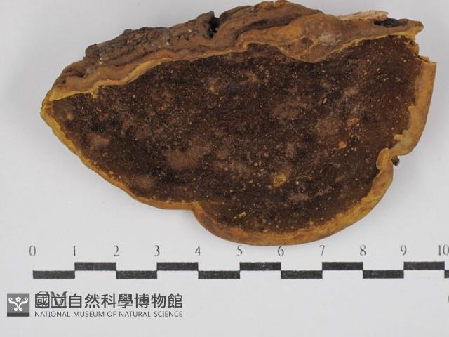 登錄號:F0030358藏品圖，第1張