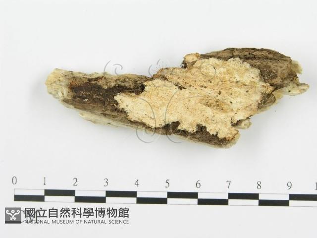 登錄號:F0006358藏品圖，第1張