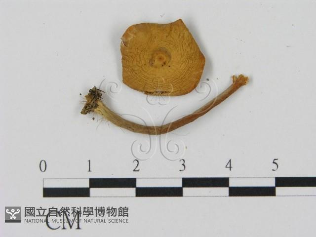 乳菇屬藏品圖，第1張