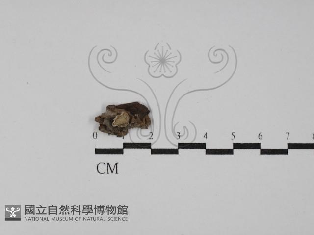 登錄號:F0021358藏品圖，第1張