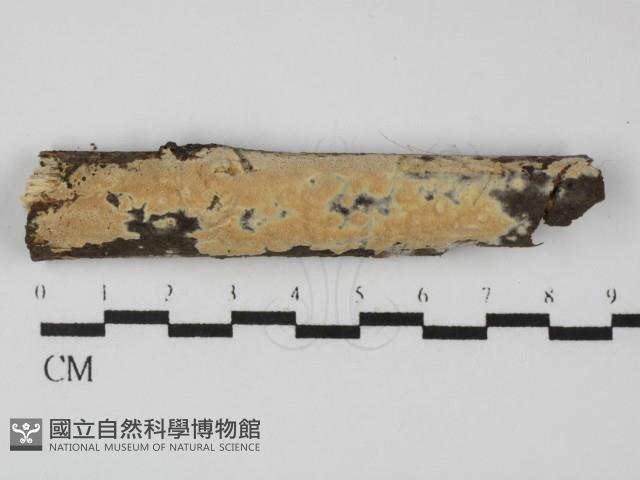 登錄號:F0031358藏品圖，第1張