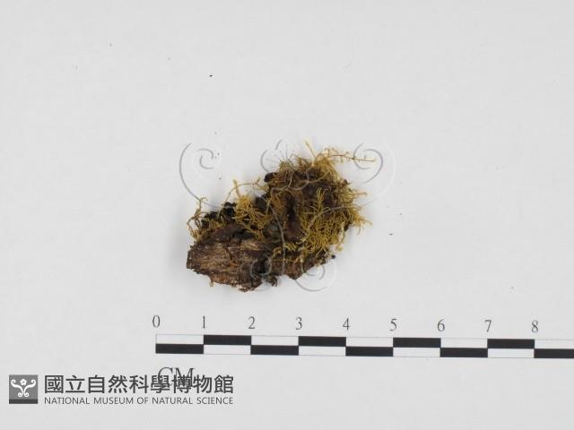 登錄號:F0024358藏品圖，第1張