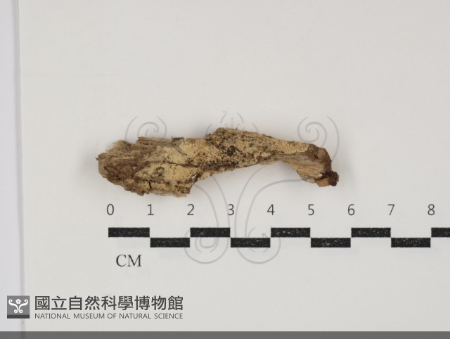 登錄號:F0034358藏品圖，第1張