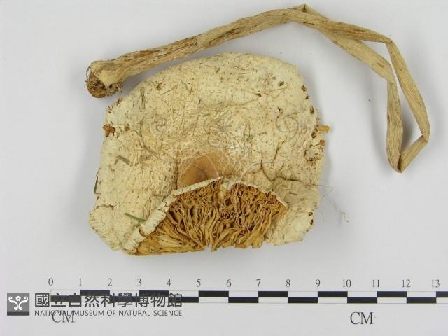 登錄號:F0002358藏品圖，第1張