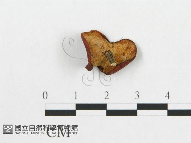 多孔菌屬藏品圖，第1張