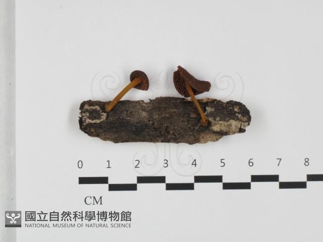 登錄號:F0032358藏品圖，第1張