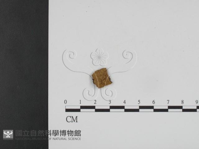 登錄號:F0007358藏品圖，第1張