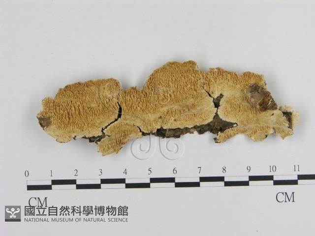 登錄號:F0017358藏品圖，第1張