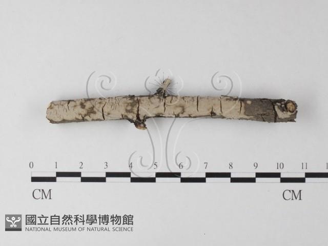筍殼菌屬藏品圖，第1張