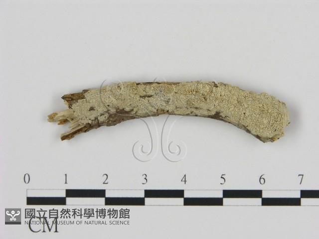 登錄號:F0005358藏品圖，第1張