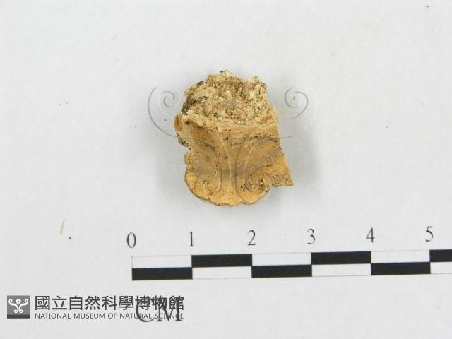 硬孔菌屬藏品圖，第1張