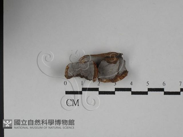 登錄號:F0029358藏品圖，第1張