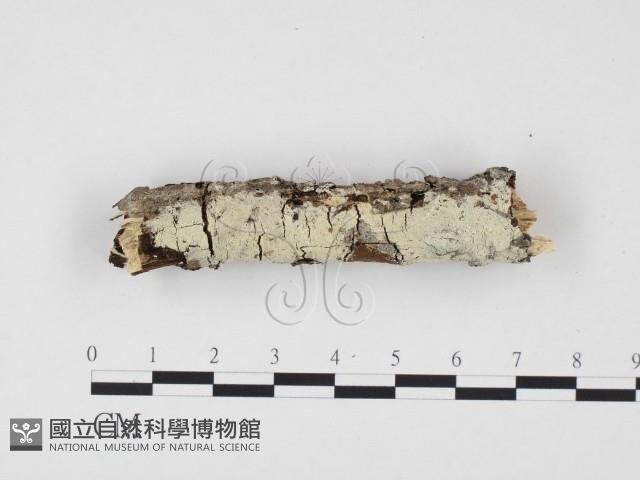 登錄號:F0009358藏品圖，第1張