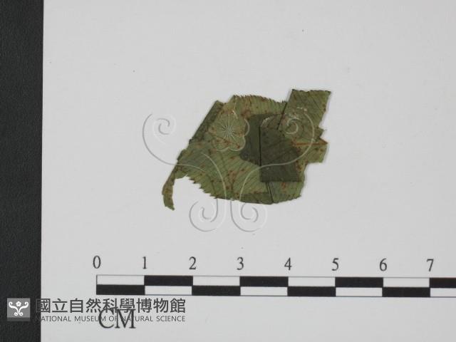 登錄號:F0019358藏品圖，第1張
