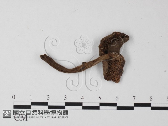 鵝膏屬藏品圖，第1張