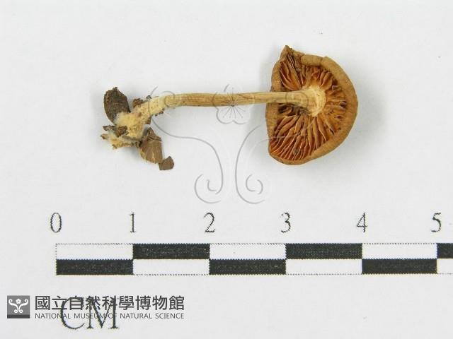登錄號:F0013358藏品圖，第1張