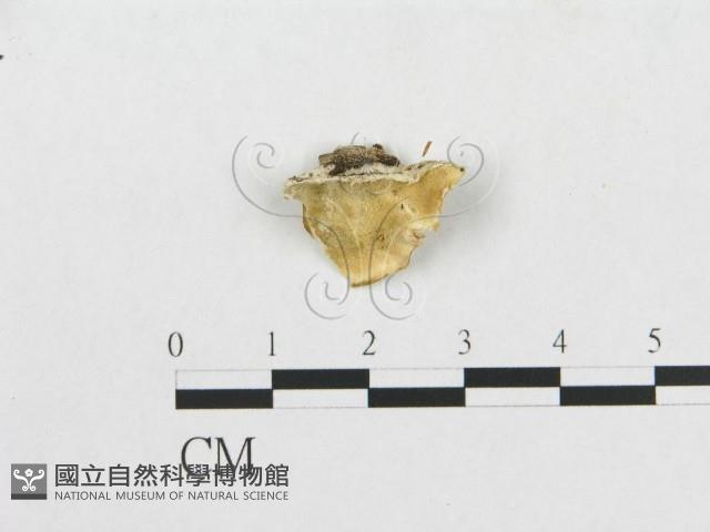 登錄號:F0008248藏品圖，第1張