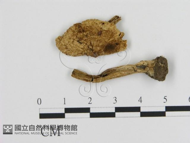 登錄號:F0020248藏品圖，第1張
