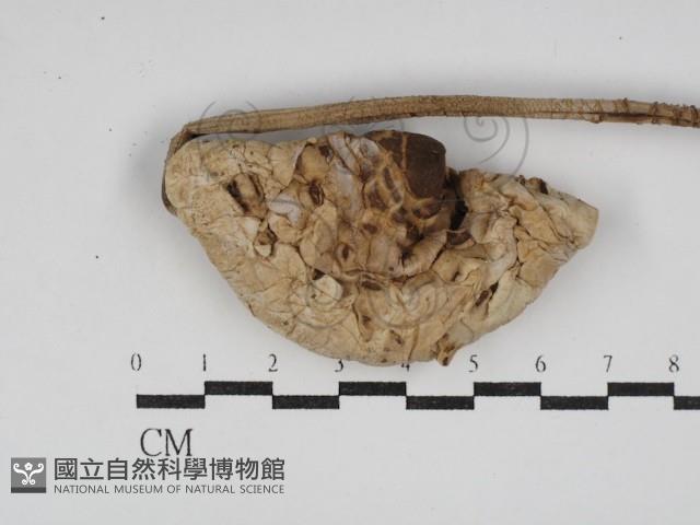 登錄號:F0030248藏品圖，第1張