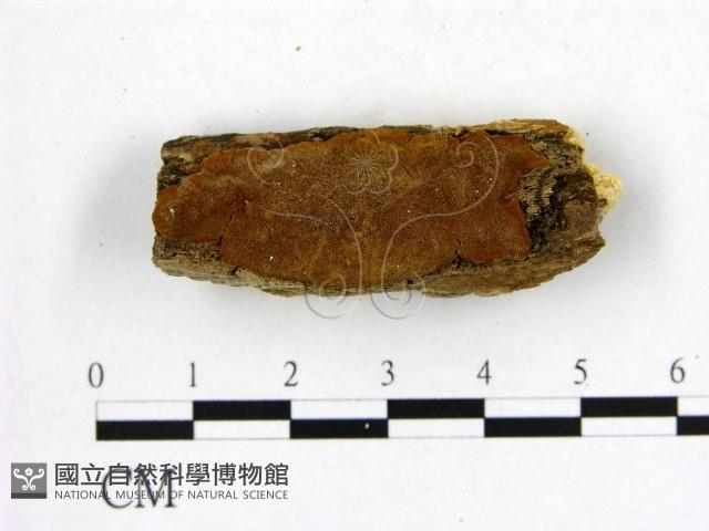 登錄號:F0006248藏品圖，第1張