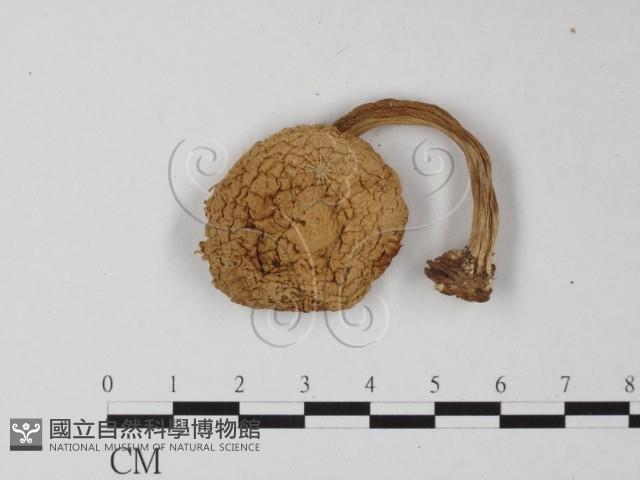 登錄號:F0016248藏品圖，第1張