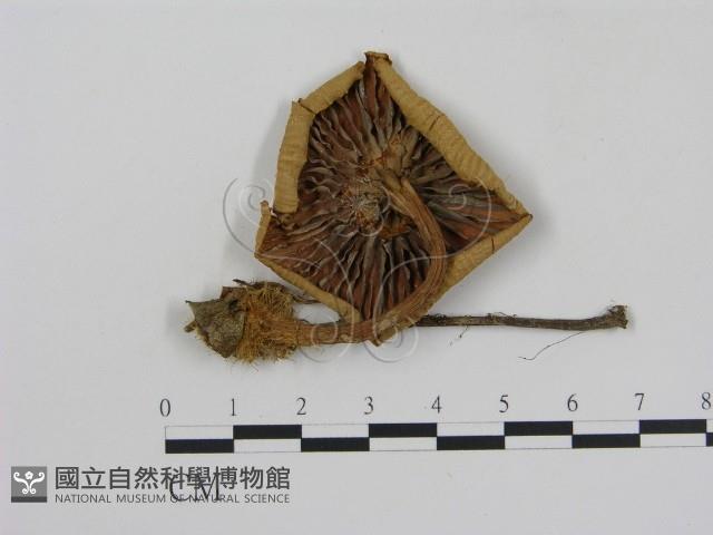 登錄號:F0011248藏品圖，第1張