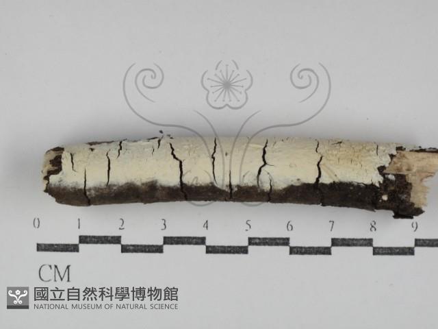 登錄號:F0031248藏品圖，第1張
