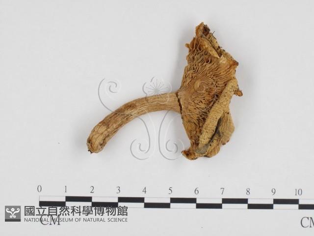 登錄號:F0024248藏品圖，第1張