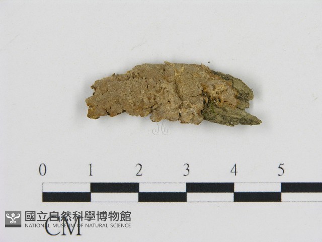 刺革菌屬藏品圖，第1張