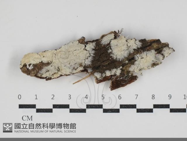 館號:F0034248藏品圖，第1張