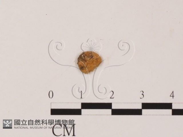 登錄號:F0012248藏品圖，第1張