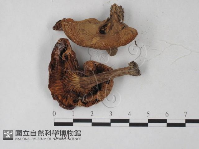 登錄號:F0027248藏品圖，第1張