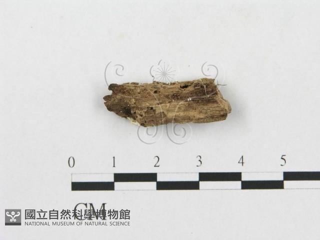 登錄號:F0007248藏品圖，第1張