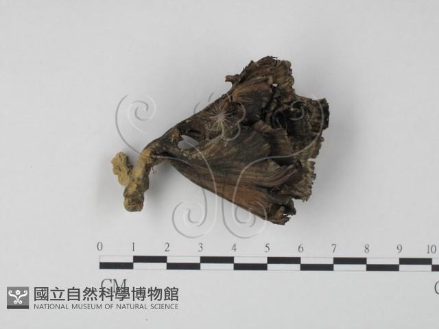 棕色革菌藏品圖，第1張