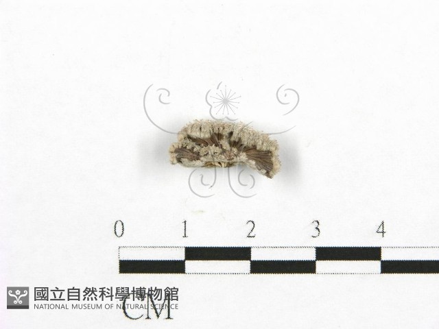 裂褶菌藏品圖，第1張