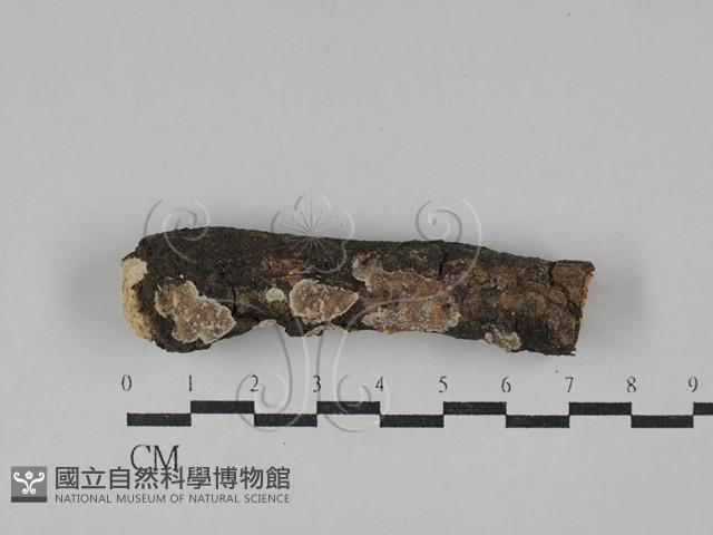 登錄號:F0029248藏品圖，第1張