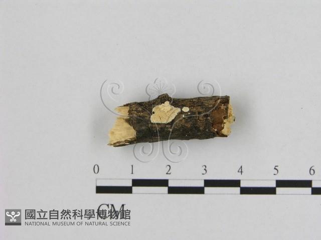 登錄號:F0009248藏品圖，第1張