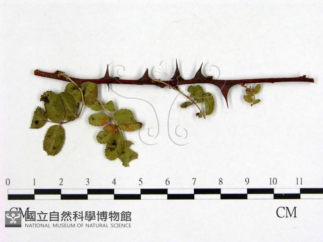 登錄號:F0019248藏品圖，第1張