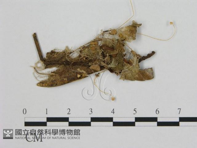 小皮傘屬藏品圖，第1張