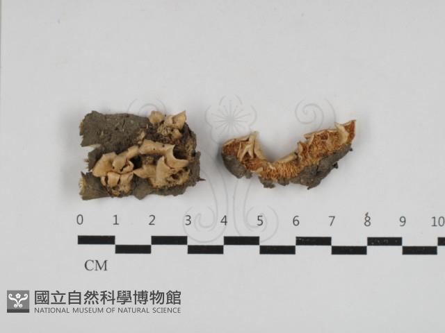 附毛菌屬藏品圖，第1張
