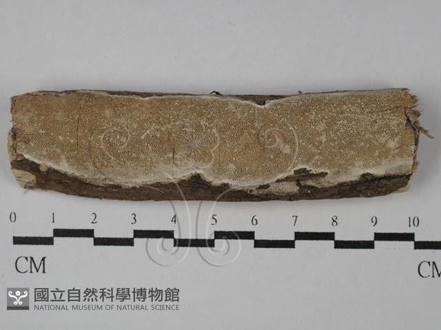 登錄號:F0028848藏品圖，第1張