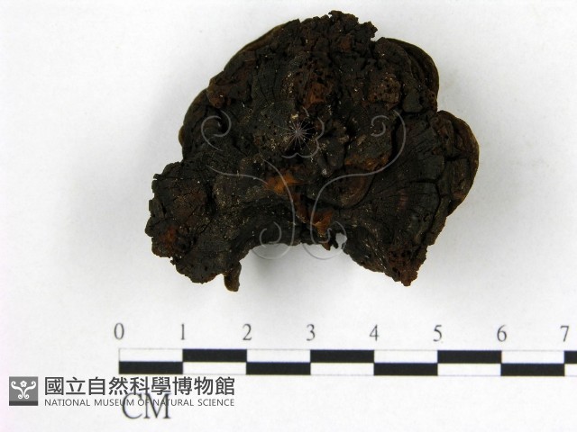 登錄號:F0008848藏品圖，第1張
