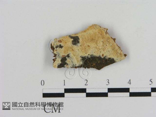 登錄號:F0020848藏品圖，第1張