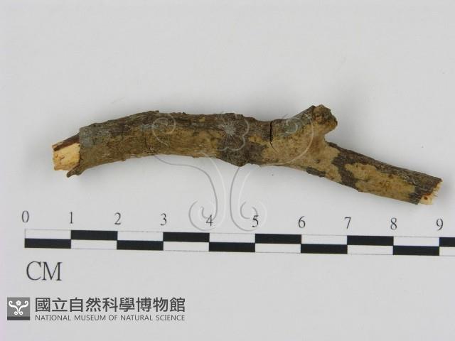 刺革菌屬藏品圖，第1張