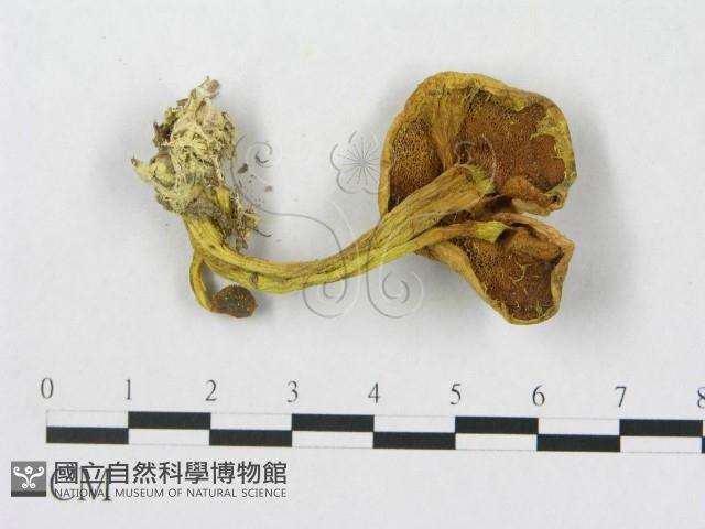 登錄號:F0010848藏品圖，第1張