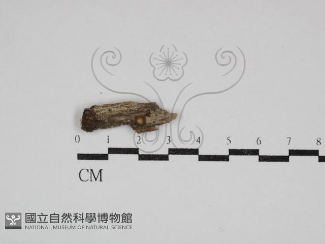 登錄號:F0030848藏品圖，第1張