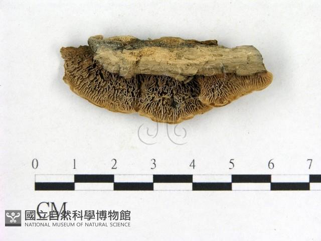 登錄號:F0006848藏品圖，第1張