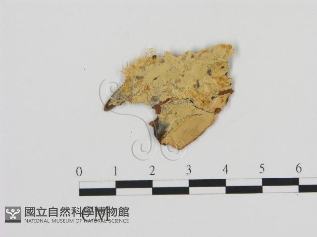 登錄號:F0016848藏品圖，第1張