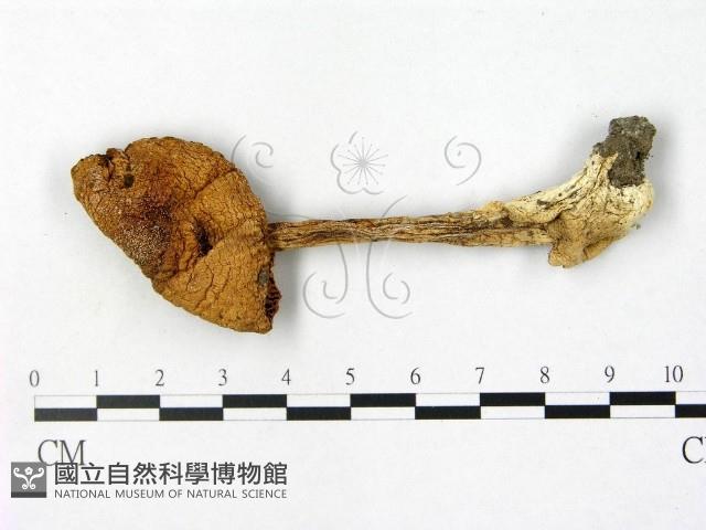 鵝膏屬藏品圖，第1張
