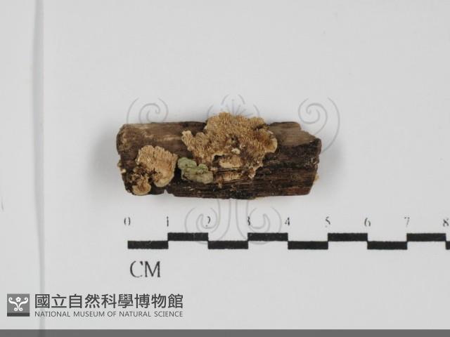 登錄號:F0031848藏品圖，第1張